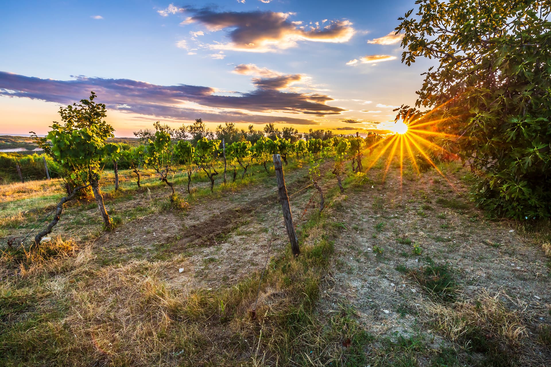 Vineyard rows at sunset with sunburst over dry grass and distant coastal view